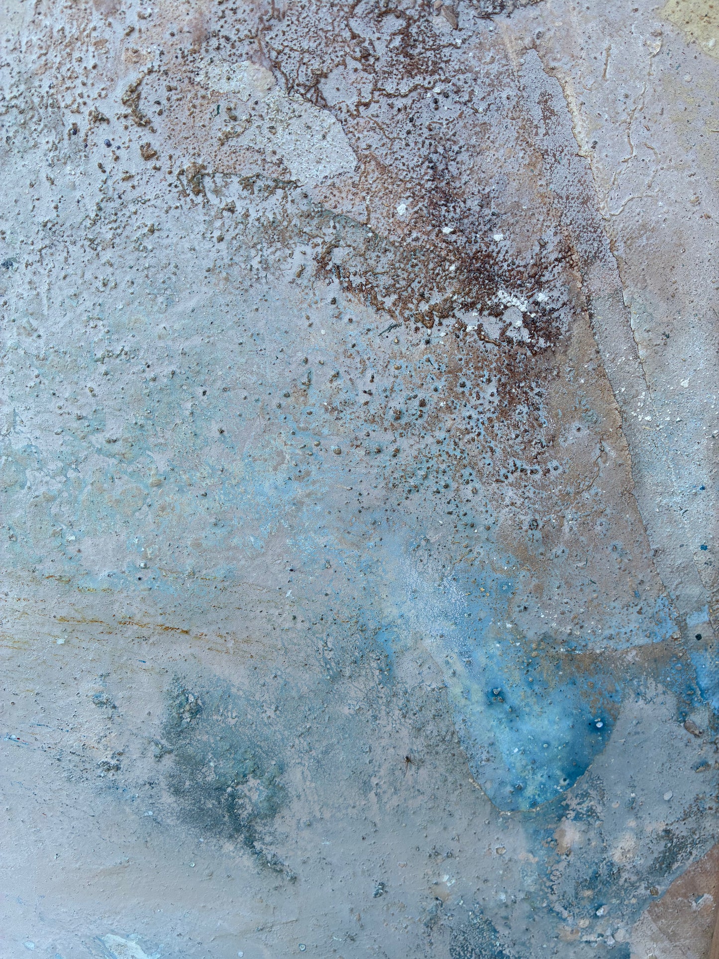 Calcified Abalone Shell no. ii